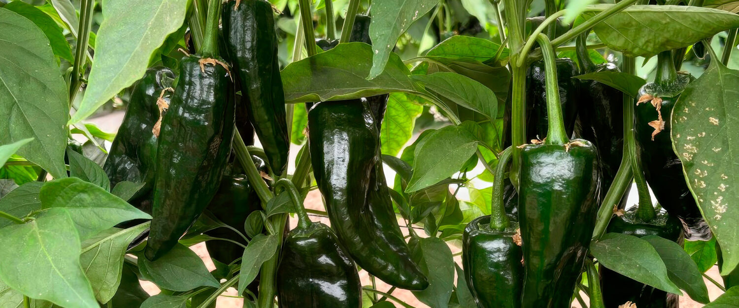 Semillas Galera | El rumbo de tu cosecha | Noticias