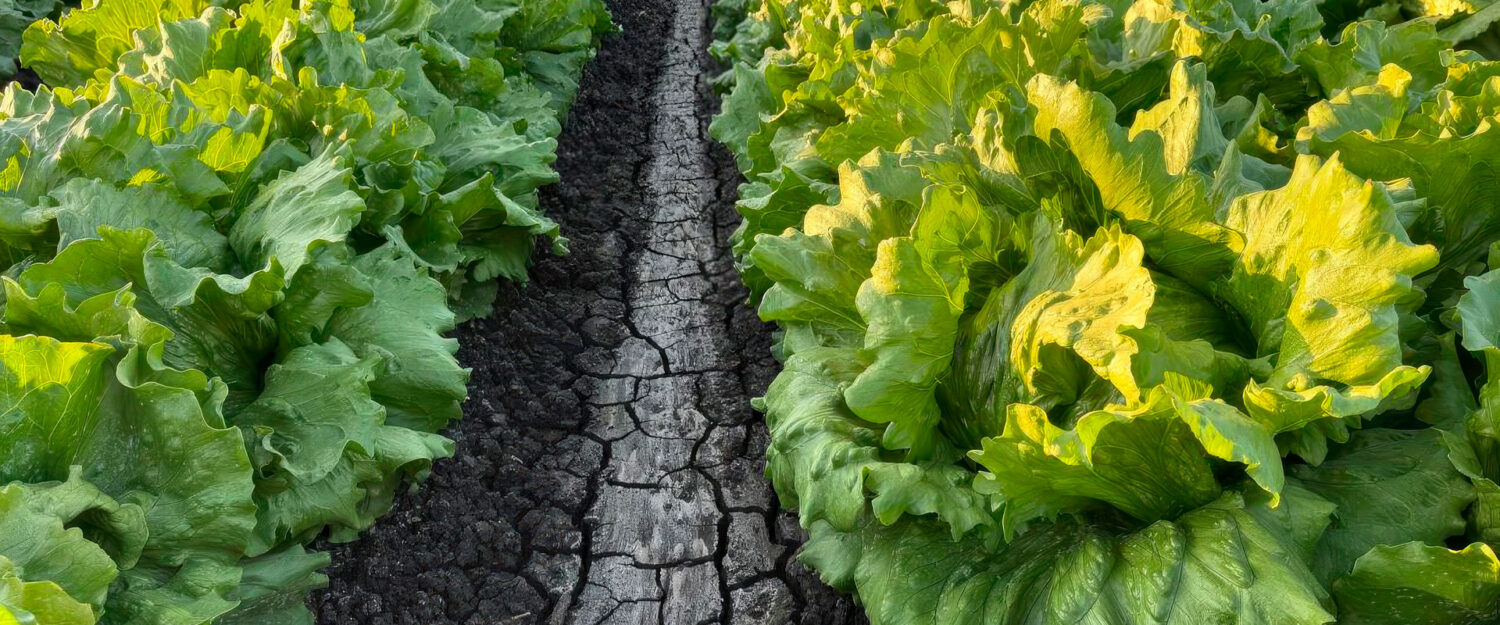 Semillas Galera | El rumbo de tu cosecha | Noticias