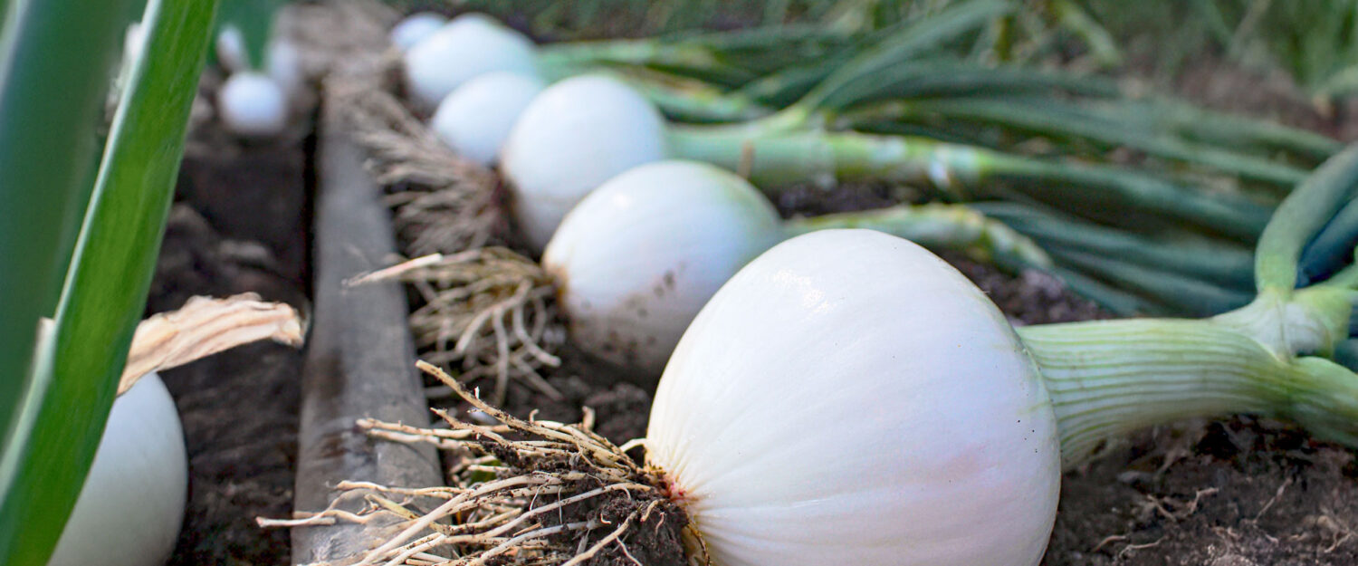 Semillas Galera | El rumbo de tu cosecha | Noticias