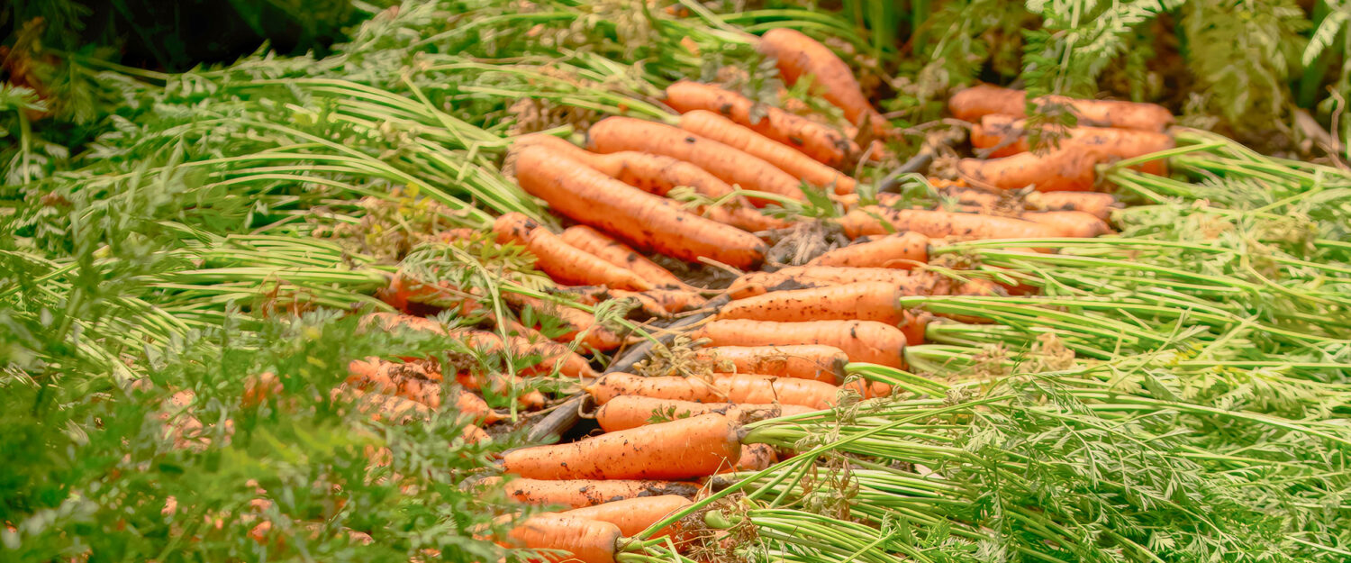 Semillas Galera | El rumbo de tu cosecha | Noticias